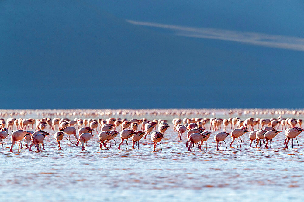 Flamingos gathered in the hundreds to feed, Eduardo Avaroa Andean Fauna National Reserve, Bolivia, South America