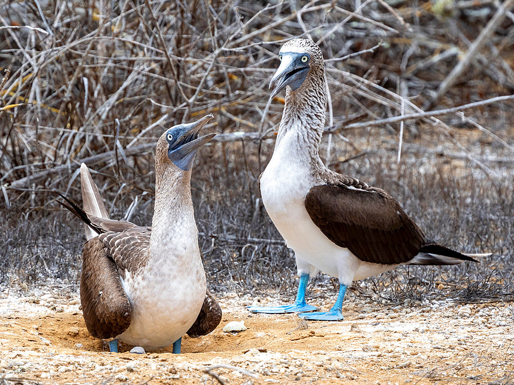 Adult blue-footed boobies (Sula nebouxii,) nest exchange at Punta Pitt, San Cristobal Island, Galapagos, Ecuador, South America