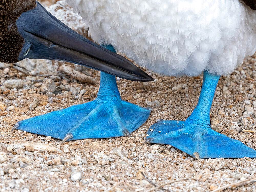 An adult blue-footed booby (Sula nebouxii), feet detail at Punta Pitt, San Cristobal Island, Galapagos, Ecuador, South America