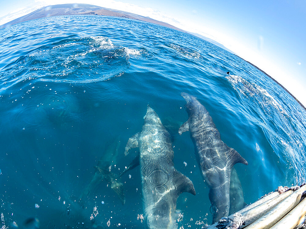 Adult bottlenose dolphins (Tursiops truncatus), bow riding near Fernandina Island, Galapagos, Ecuador, South America