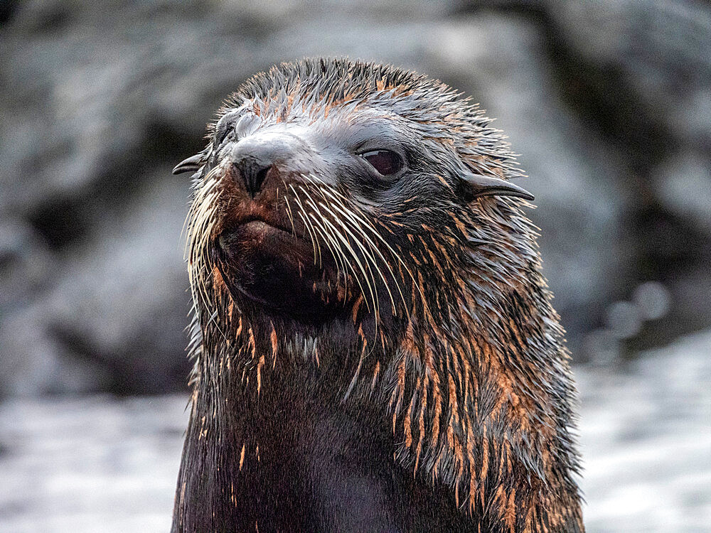 An adult Galapagos fur seal (Arctocephalus galapagoensis), Santiago Island, Galapagos, Ecuador, South America