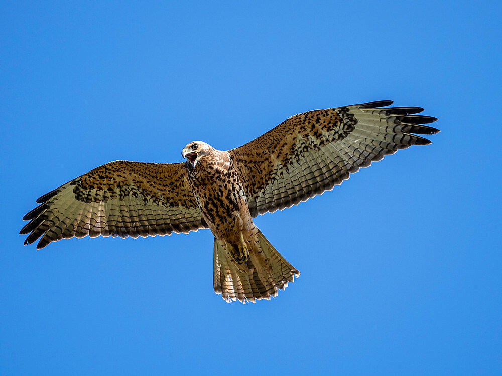 A juvenile Galapagos hawk (Buteo galapagoensis) in flight, Fernandina Island, Galapagos, Ecuador, South America