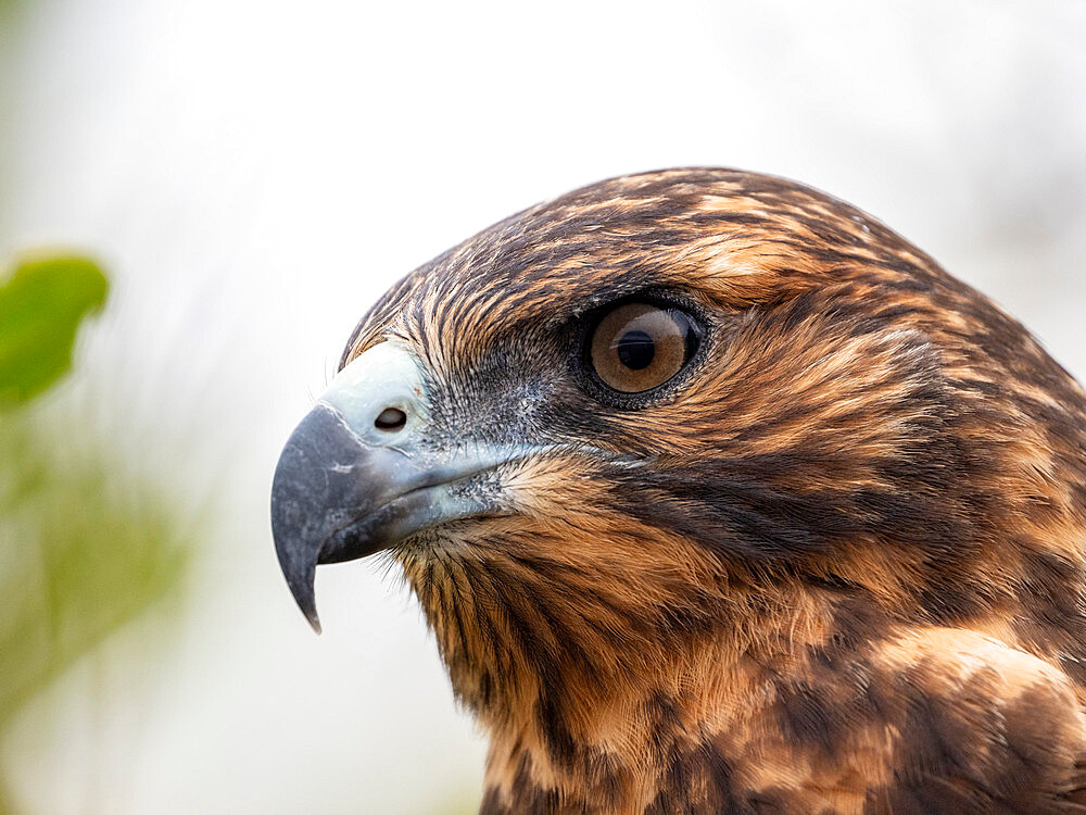 A juvenile Galapagos hawk (Buteo galapagoensis), Rabida Island, Galapagos, Ecuador, South America