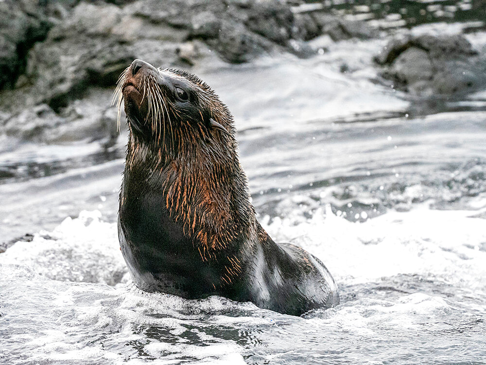 An adult Galapagos fur seal (Arctocephalus galapagoensis), Santiago Island, Galapagos, Ecuador, South America