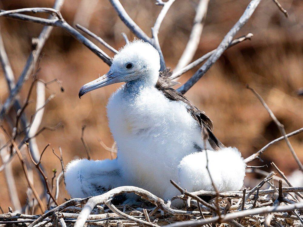 A young great frigatebird (Fregata minor) in the nest on North Seymour Island, Galapagos, Ecuador, South America