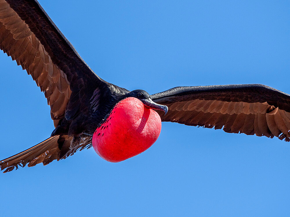 An adult male great frigatebird (Fregata minor) in flight with extended gular, North Seymour Island, Galapagos, Ecuador, South America