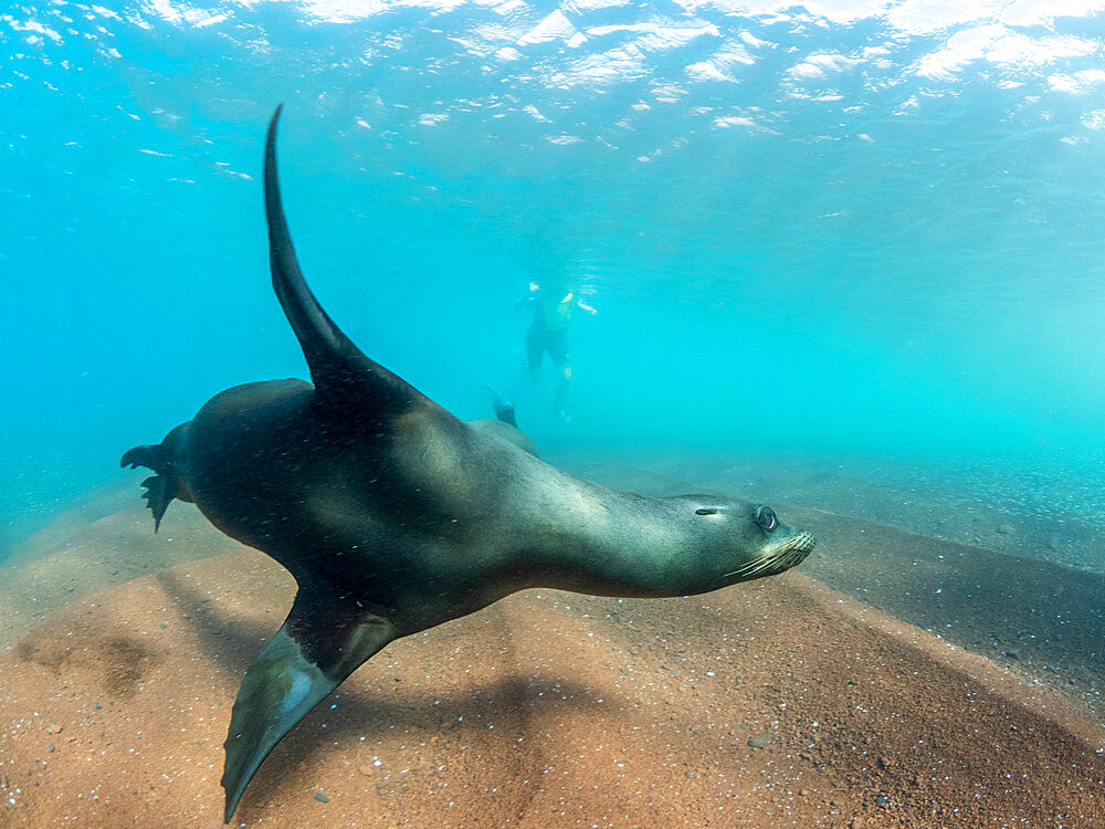 Adult Galapagos sea lions (Zalophus wollebaeki) underwater on Rabida Island, Galapagos, Ecuador, South America