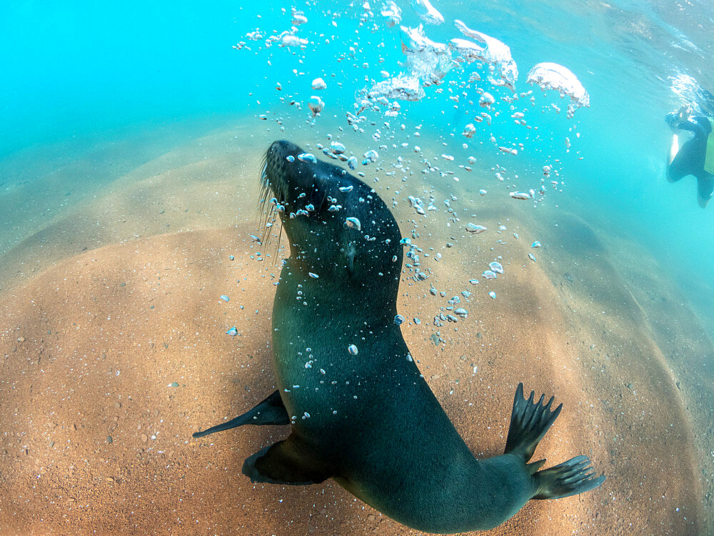 Juvenile Galapagos sea lion (Zalophus wollebaeki) underwater on Rabida Island, Galapagos, Ecuador, South America