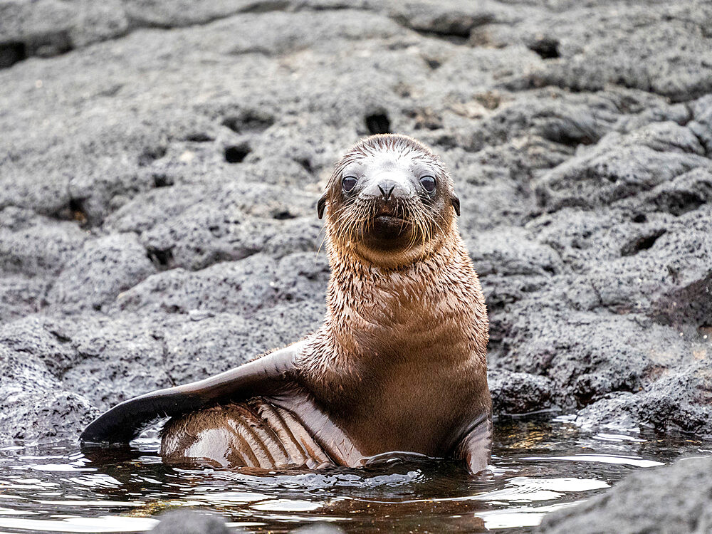 Galapagos sea lion (Zalophus wollebaeki), pup in Puerto Egas, Santiago Island, Galapagos, Ecuador, South America