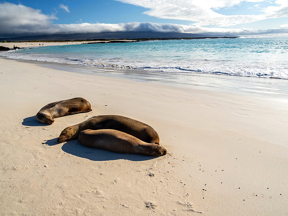 Galapagos sea lions (Zalophus wollebaeki) on the beach in Cerro Brujo, San Cristobal Island, Galapagos, Ecuador, South America