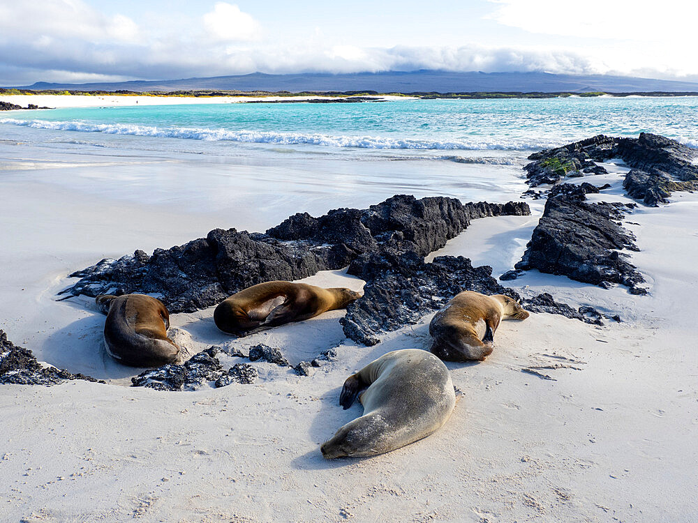 Galapagos sea lions (Zalophus wollebaeki) on the beach in Cerro Brujo, San Cristobal Island, Galapagos, Ecuador, South America