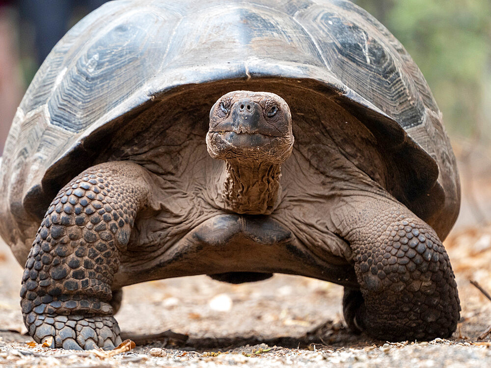 A Galapagos giant tortoise (Chelonoidis spp) in Urbina Bay, Isabela Island, Galapagos, Ecuador, South America