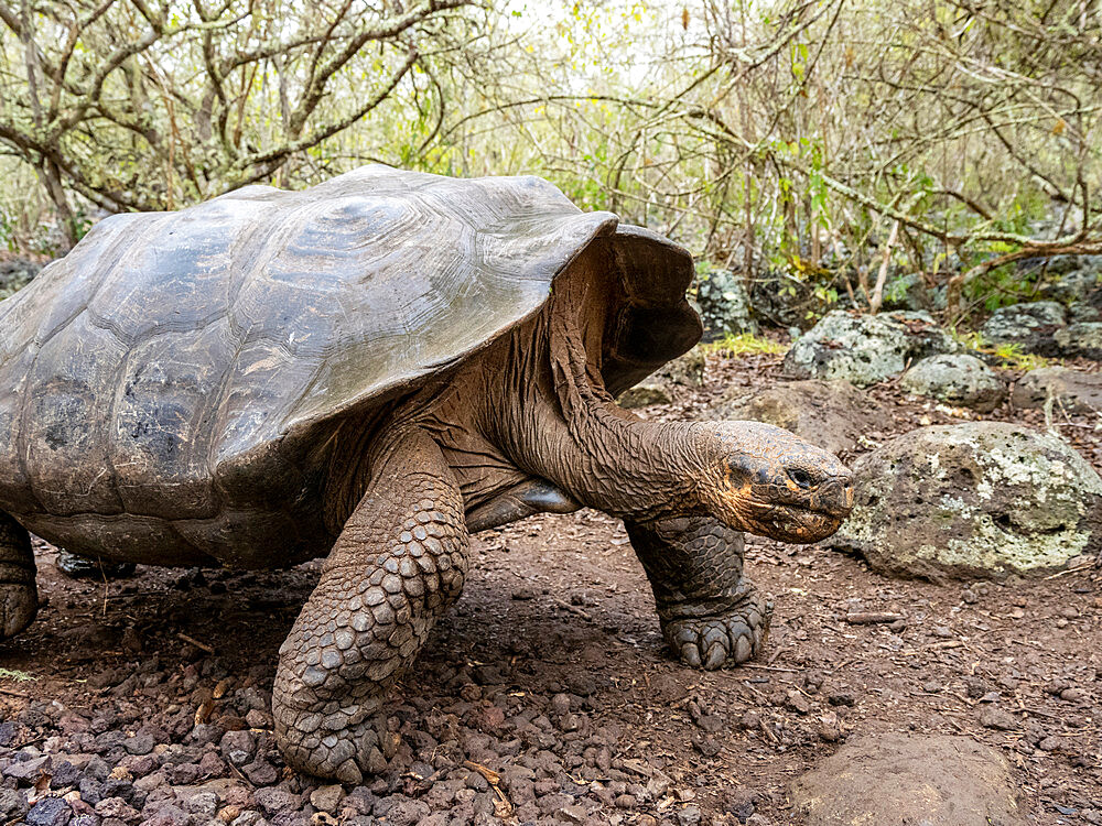 A Galapagos giant tortoise (Chelonoidis spp), Galapagos National Park, San Cristobal Island, Galapagos, Ecuador, South America