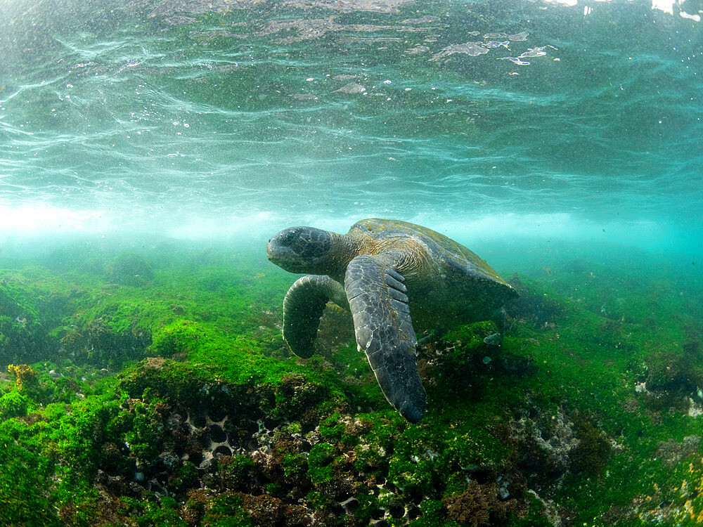 An adult green sea turtle (Chelonia mydas), underwater in Fernandina Island, Galapagos, Ecuador, South America