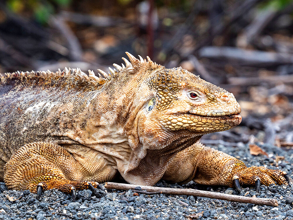 Adult Galapagos land iguana (Conolophus subcristatus) feeding in Urbina Bay, Isabela Island, Galapagos, Ecuador, South America