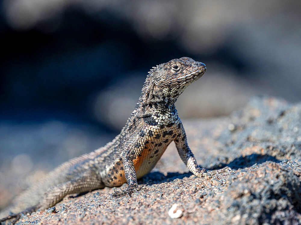 An adult Galapagos lava lizard (Microlophus albemarlensis), North Seymour Island, Galapagos, Ecuador, South America