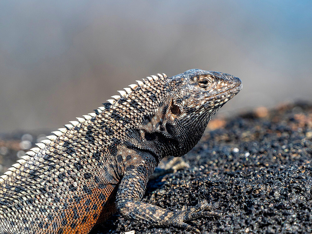 An adult Galapagos lava lizard (Microlophus albemarlensis), North Seymour Island, Galapagos, Ecuador, South America