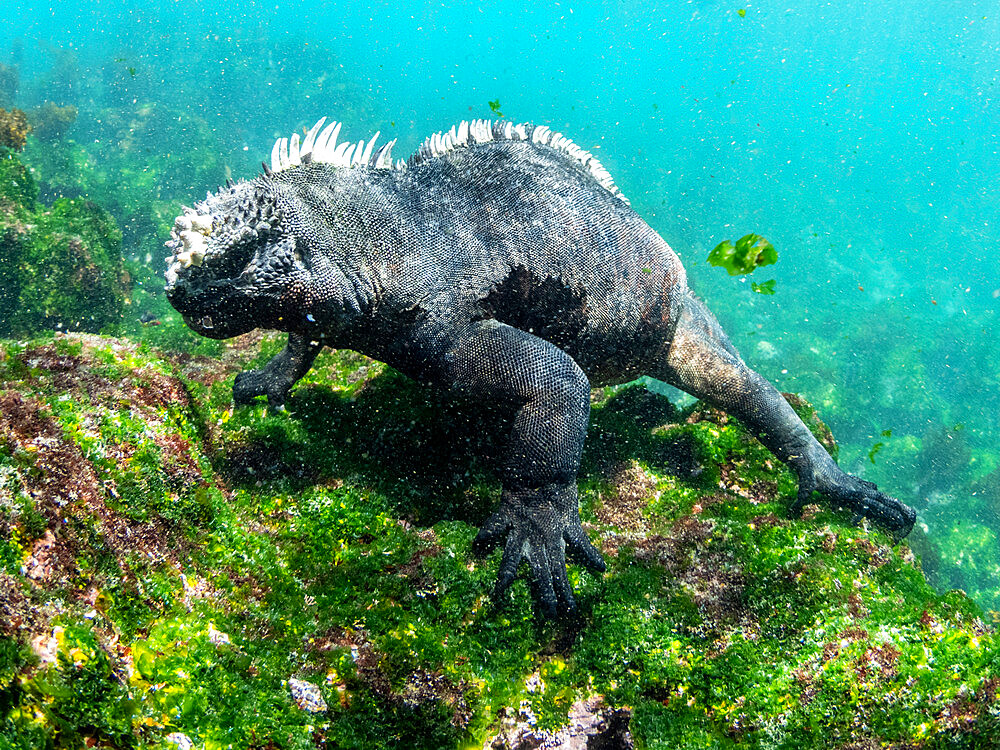 Adult male Galapagos marine iguana (Amblyrhynchus cristatus), underwater, Fernandina Island, Galapagos, Ecuador, South America