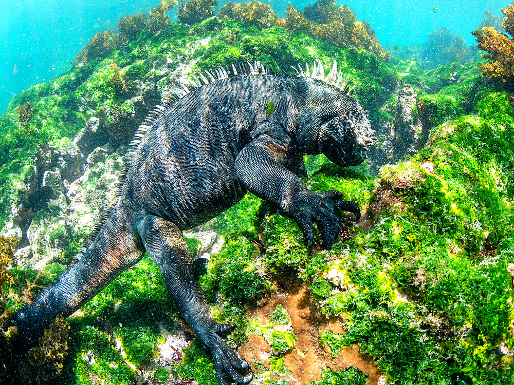 Adult male Galapagos marine iguana (Amblyrhynchus cristatus), underwater, Fernandina Island, Galapagos, Ecuador, South America