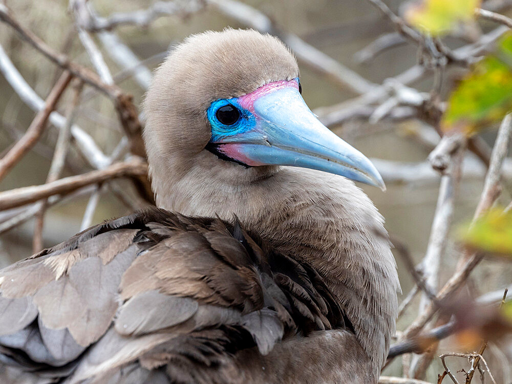 An adult red-footed booby (Sula sula), on the nest at Punta Pitt, San Cristobal Island, Galapagos, Ecuador, South America