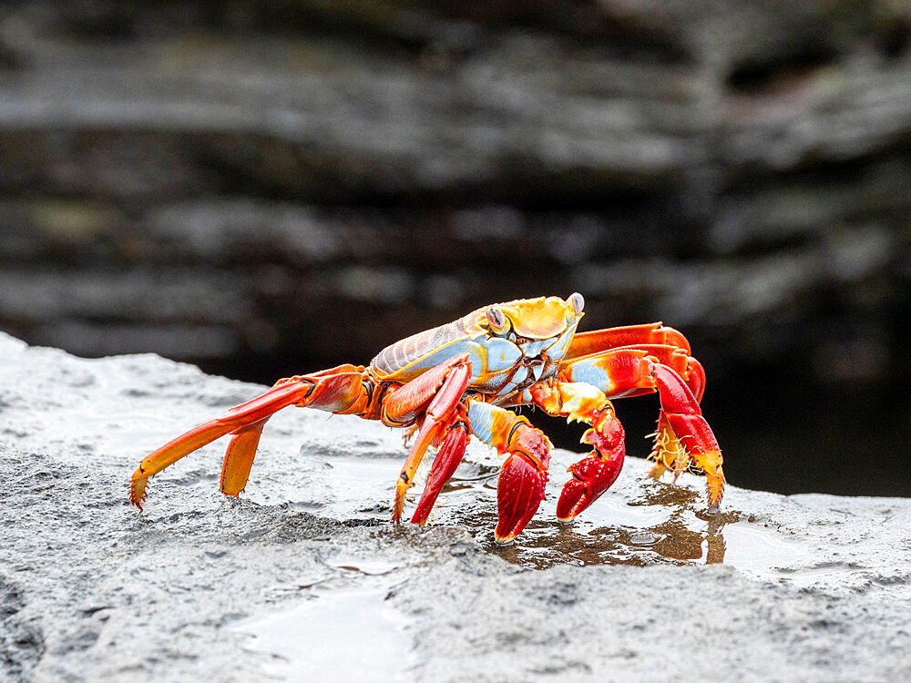 An adult Sally lightfoot crab (Grapsus grapsus), at Puerto Egas, Santiago Island, Galapagos, Ecuador, South America