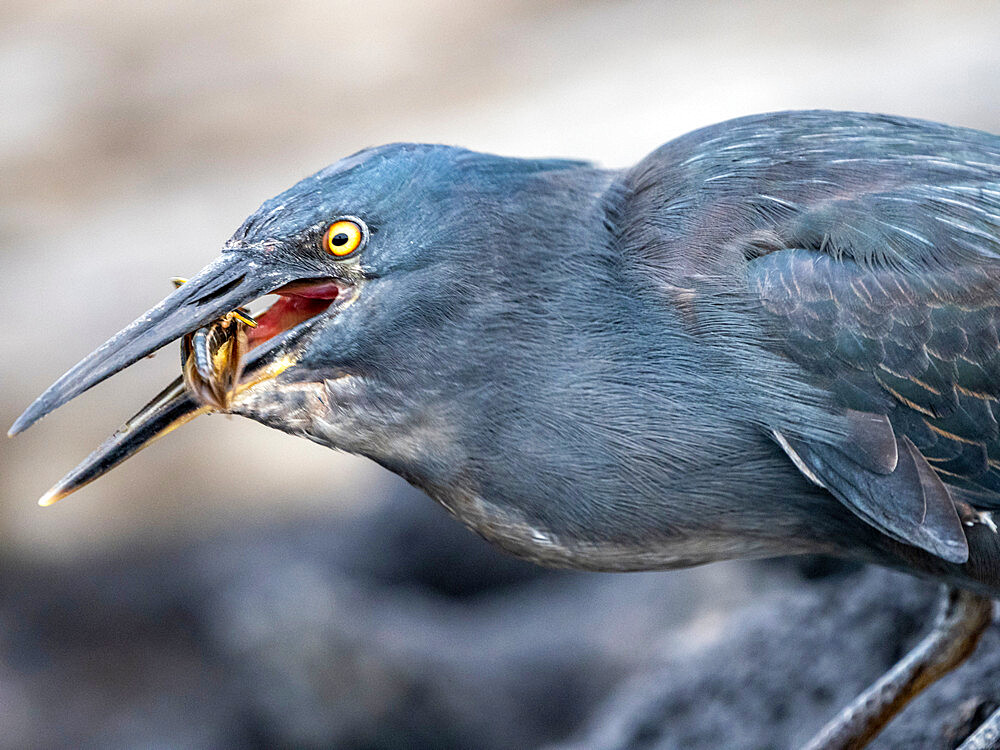 An adult Galapagos heron (Butorides sundevalli) with a locust, Puerto Egas, Santiago Island, Galapagos, Ecuador, South America