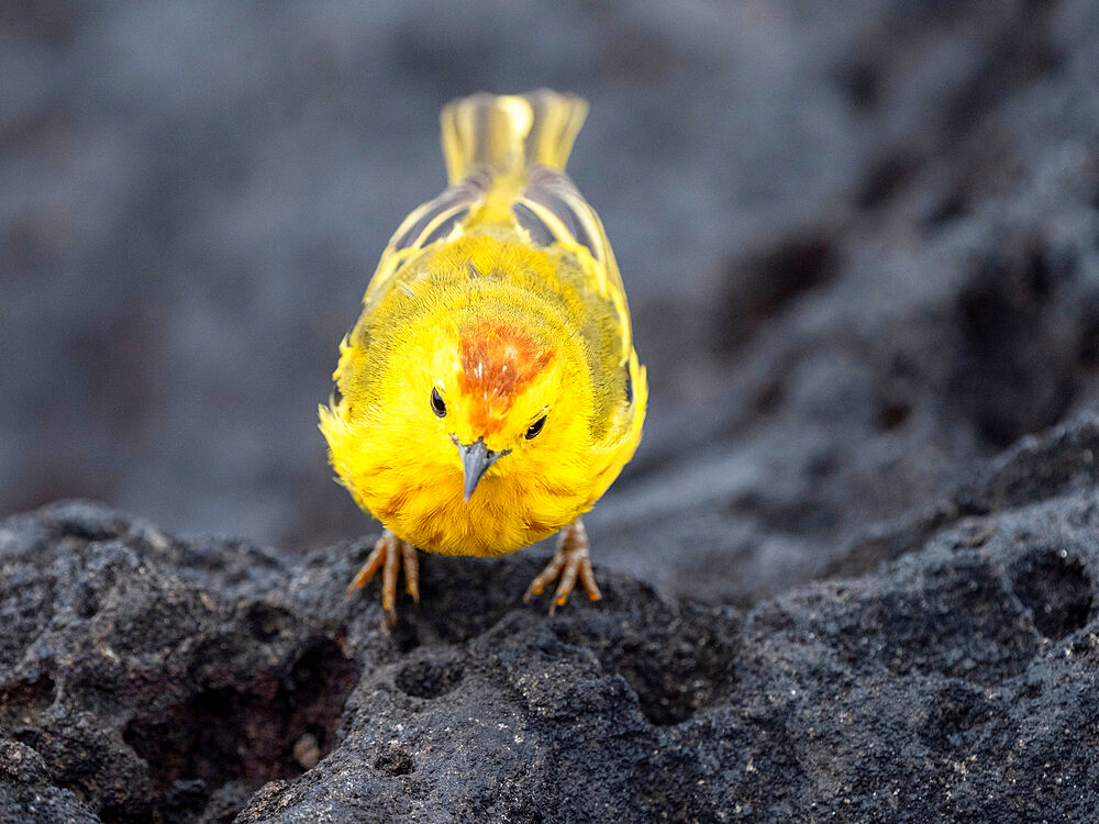 An adult yellow warbler (Setophaga petechia), at Puerto Egas on Santiago Island, Galapagos, Ecuador, South America