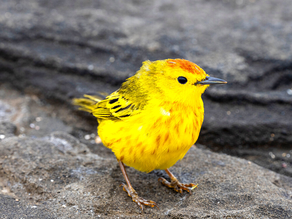 An adult yellow warbler (Setophaga petechia), at Puerto Egas on Santiago Island, Galapagos, Ecuador, South America