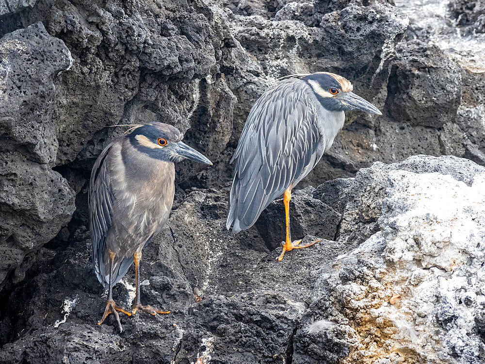 A pair of adult yellow-crowned night herons (Nyctanassa violacea), Puerto Egas, Santiago Island, Galapagos, Ecuador, South America