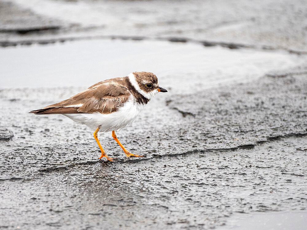 An adult semipalmated plover (Charadrius semipalmatus), Puerto Egas, Santiago Island, Galapagos, Ecuador, South America