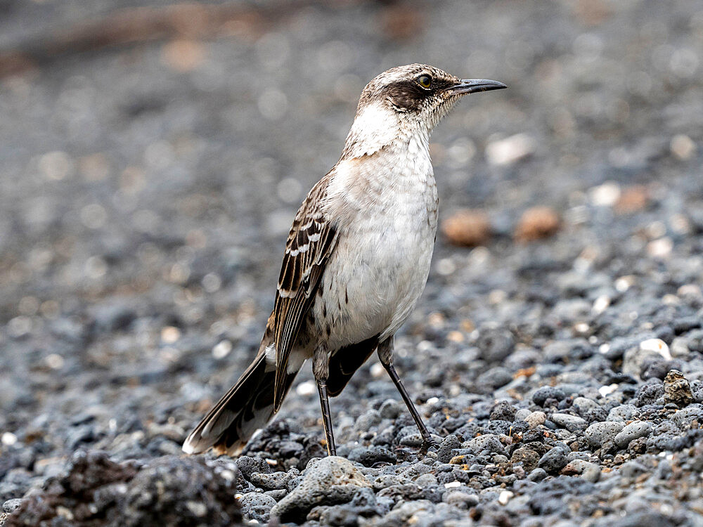 An adult Galapagos mockingbird (Mimus parvulus), with an ant in Urbina Bay, Isabela Island, Galapagos, Ecuador, South America