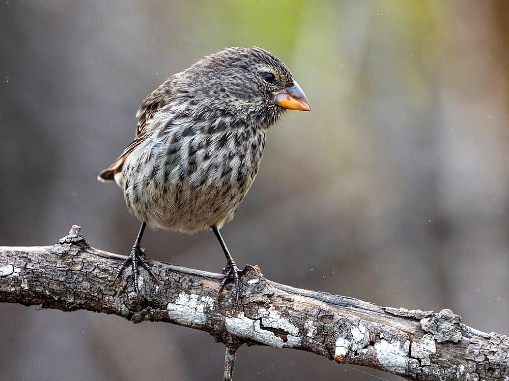 One of 18 species of Darwin's finches, Fernandina Island, Galapagos, Ecuador, South America