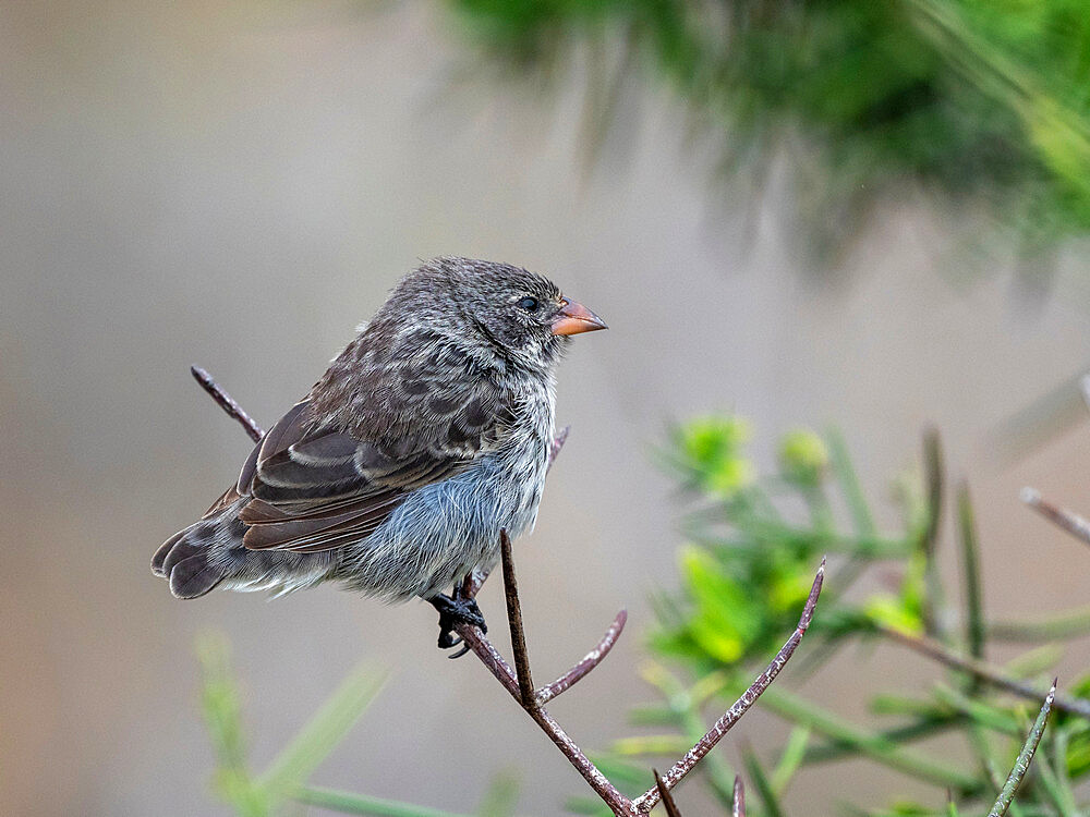 One of 18 species of Darwin's finches, Punta Pitt, San Cristobal Island, Galapagos, Ecuador, South America