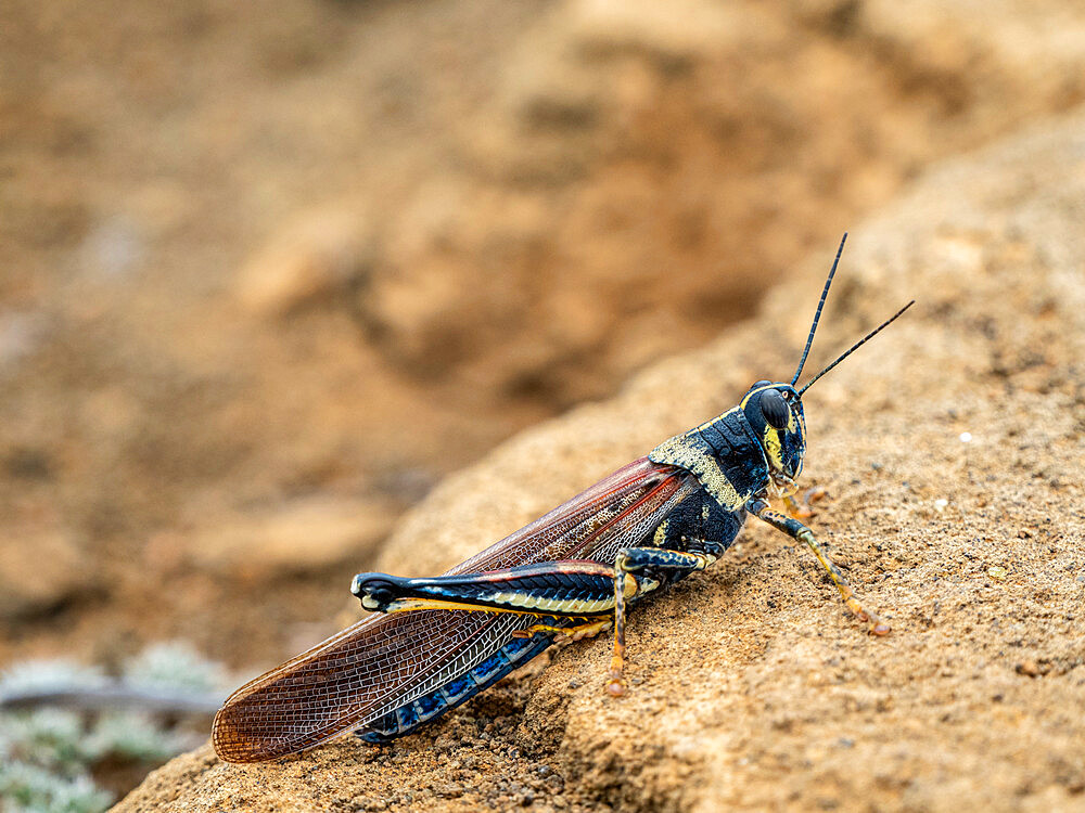 An adult Galapagos locust, at Punta Pitt, San Cristobal Island, Galapagos, Ecuador, South America