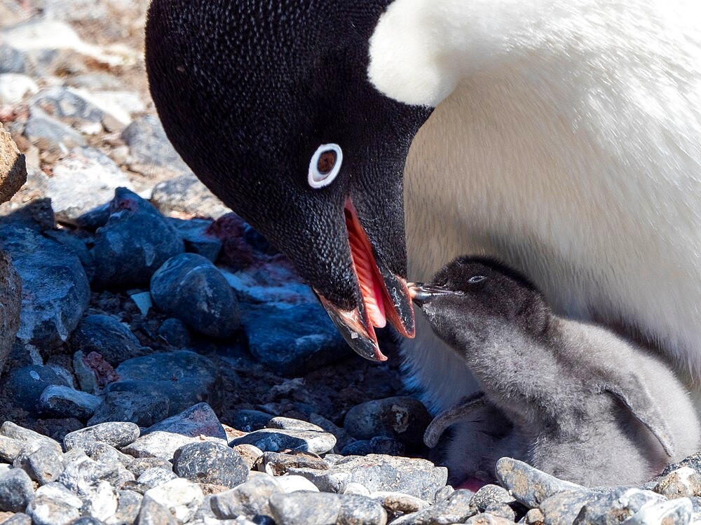 Adelie penguin (Pygoscelis adeliae) parent feeding chick at Brown Bluff, Antarctic Sound, Antarctica, Polar Regions