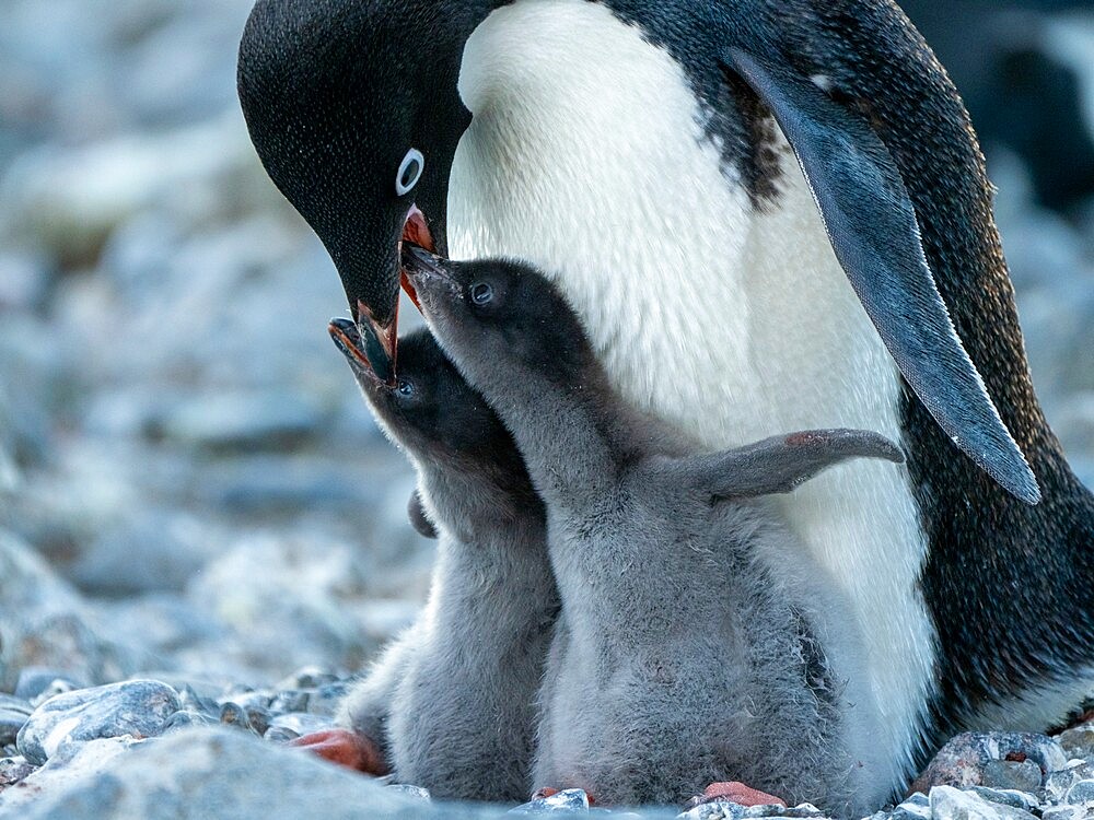 Adelie penguin (Pygoscelis adeliae) parent feeding chicks at Brown Bluff, Antarctic Sound, Antarctica, Polar Regions