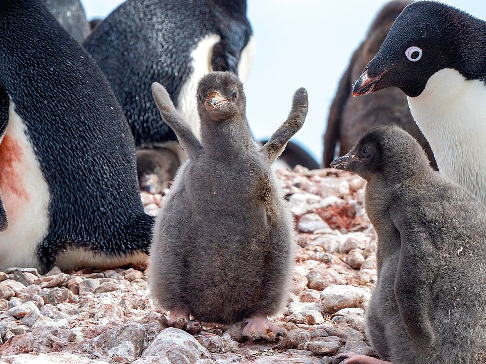 Adelie penguin (Pygoscelis adeliae), chick at a breeding colony on Pourquoi Pas Island, Antarctica, Polar Regions