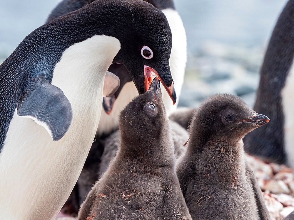 Adelie penguin (Pygoscelis adeliae), adult feeding a chick at a breeding colony on Pourquoi Pas Island, Antarctica, Polar Regions