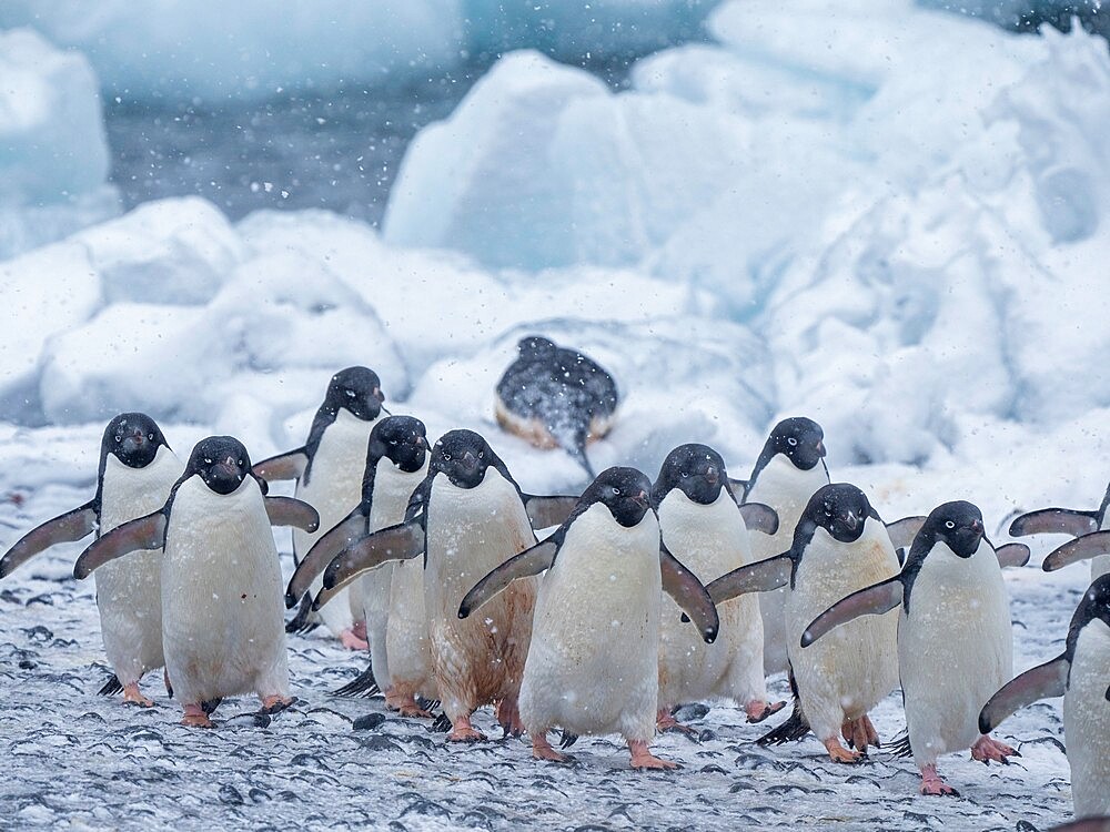 Adelie penguins (Pygoscelis adeliae), marching on the beach at Brown Bluff, Antarctic Sound, Antarctica, Polar Regions