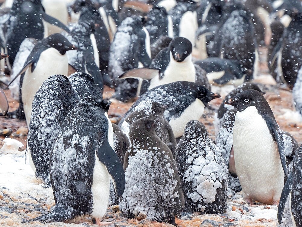 Adelie penguins (Pygoscelis adeliae), breeding colony in a snowstorm at Brown Bluff, Antarctic Sound, Antarctica, Polar Regions