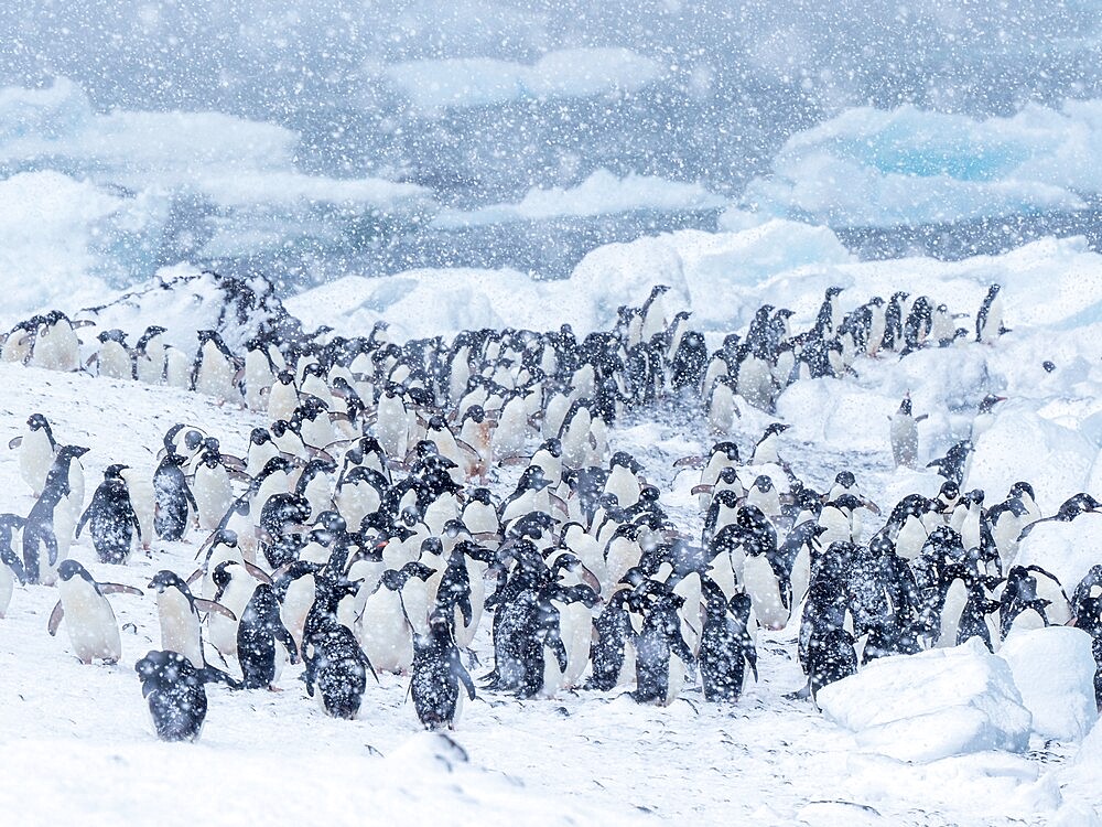 Adelie penguins (Pygoscelis adeliae), marching on the beach in a snowstorm, Brown Bluff, Antarctic Sound, Antarctica, Polar Regions