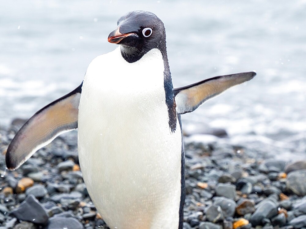 Adelie penguin (Pygoscelis adeliae), on the beach returning from the sea, Tay Head, Joinville Island, Antarctica, Polar Regions