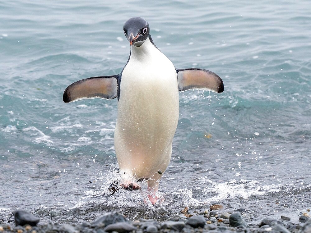 Adelie penguin (Pygoscelis adeliae), on the beach returning from the sea, Tay Head, Joinville Island, Antarctica, Polar Regions