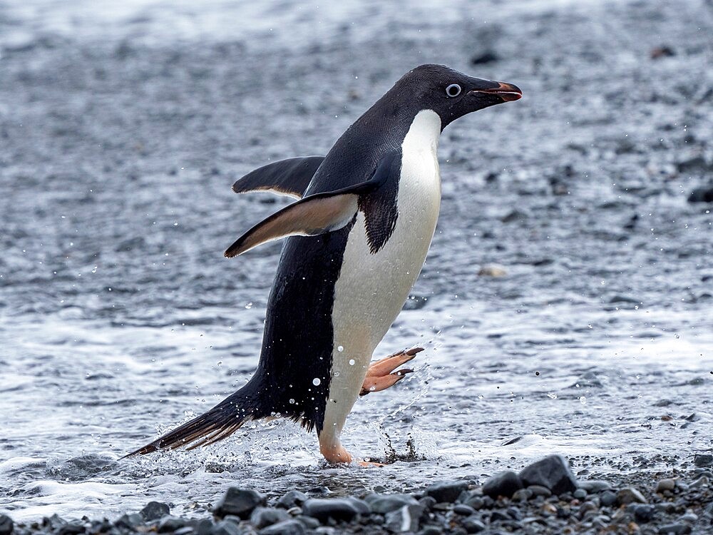 Adelie penguin (Pygoscelis adeliae), returning from the sea, Tay Head, Joinville Island, Antarctica, Polar Regions