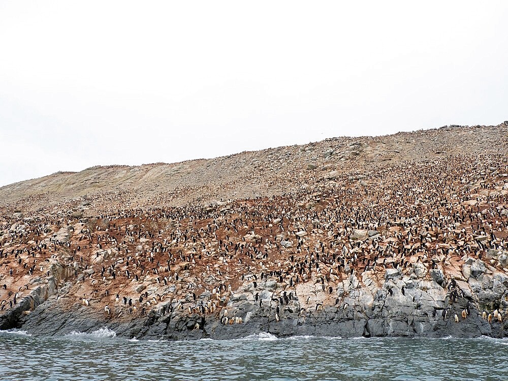 Adelie penguins (Pygoscelis adeliae), leaping near breeding colony, Heroina Island, Danger Island Group, Antarctica, Polar Regions