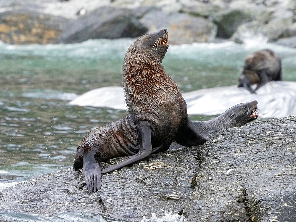 A bull Antarctic fur seal (Arctocephalus gazella), on the rocks at Coronation Island, South Orkneys, Antarctica, Polar Regions