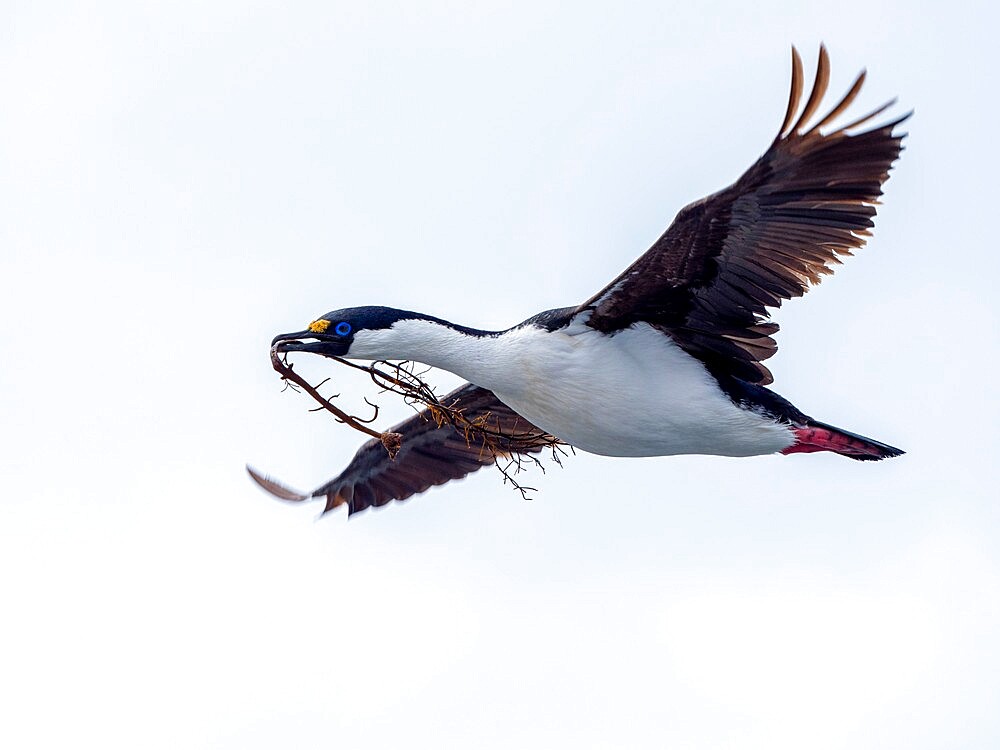 An adult Antarctic shag (Leucocarbo bransfieldensis), in flight with nesting material on Paulet Island, Antarctica, Polar Regions