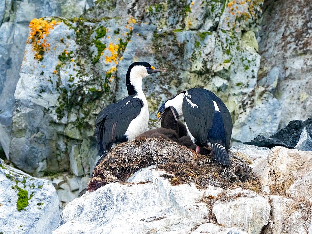 Antarctic shags (Leucocarbo bransfieldensis), feeding chick on Brabant Island, Antarctica, Polar Regions