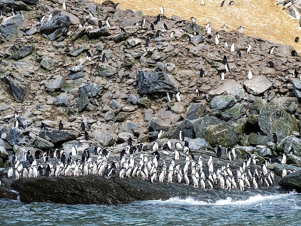 Chinstrap penguins (Pygoscelis antarcticus), marching to the sea on Coronation Island, South Orkneys, Antarctica, Polar Regions