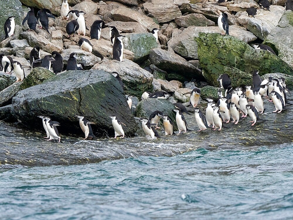 Chinstrap penguins (Pygoscelis antarcticus), marching to the sea on Coronation Island, South Orkneys, Antarctica, Polar Regions